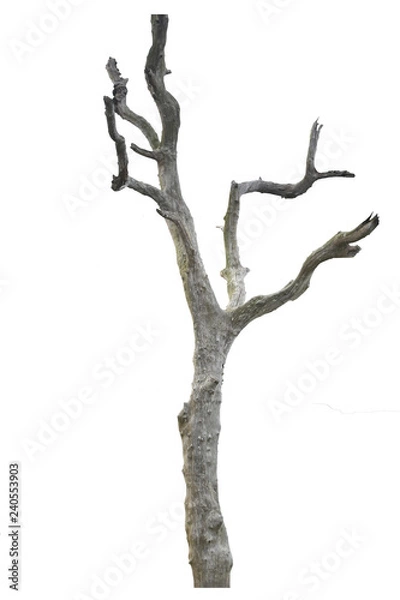 Fototapeta Dead tree isolated on white background.