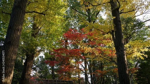 Obraz 秋のグラデーション