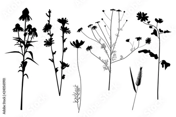 Obraz Silhouettes of field wild plants and flowers, set, collection, vector.