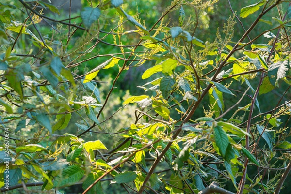 Fototapeta Through the Leave