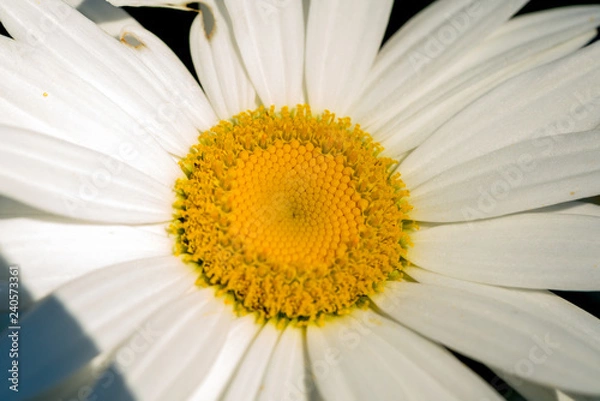 Fototapeta Bee on Daisy