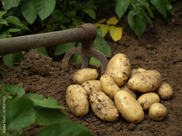Obraz pommes de terre