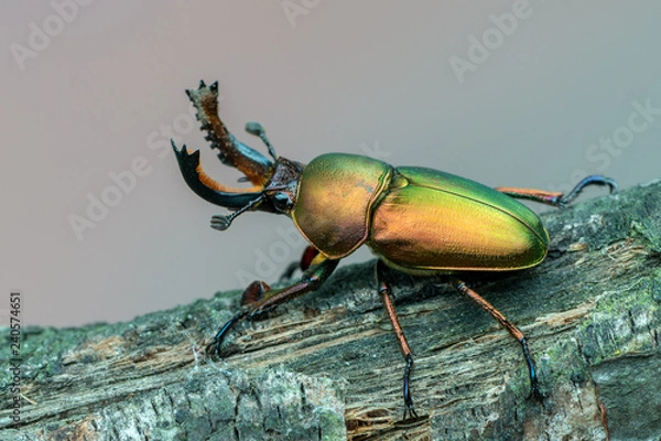Obraz Stag beetle - Lamprima adolphinae