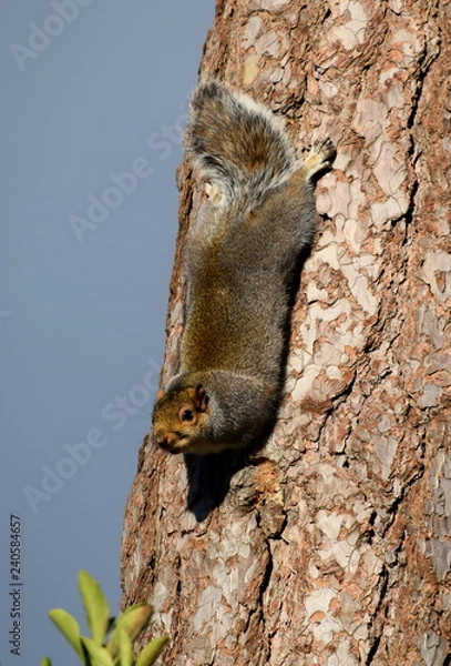 Fototapeta Squirrel 