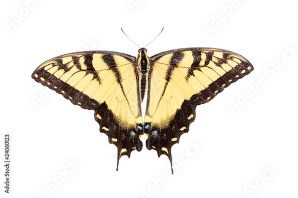 Fototapeta Isolated Tiger Swallowtail Butterfly