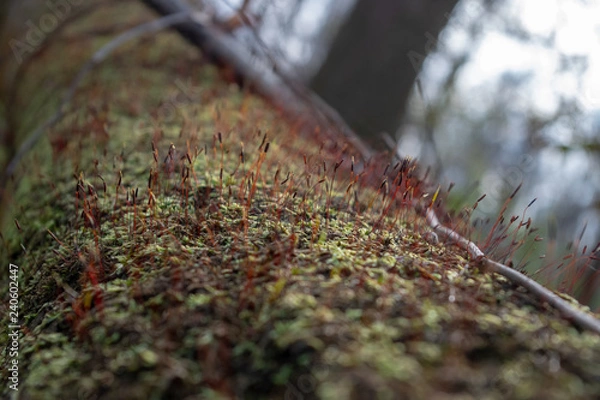 Fototapeta Close up of fungus and moss growing on fallen swamp tree