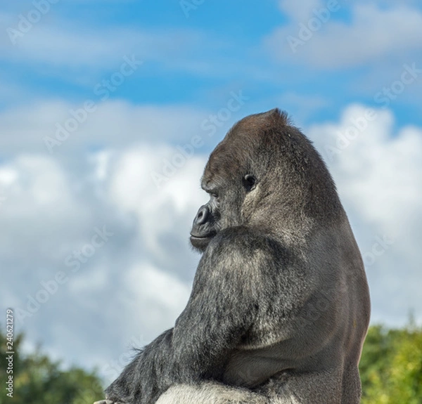 Obraz Silverback Gorilla sitting in profile, with blue sky and cloud background