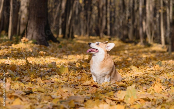 Fototapeta little dog, puppy, in the autumn forest on yellow foliage