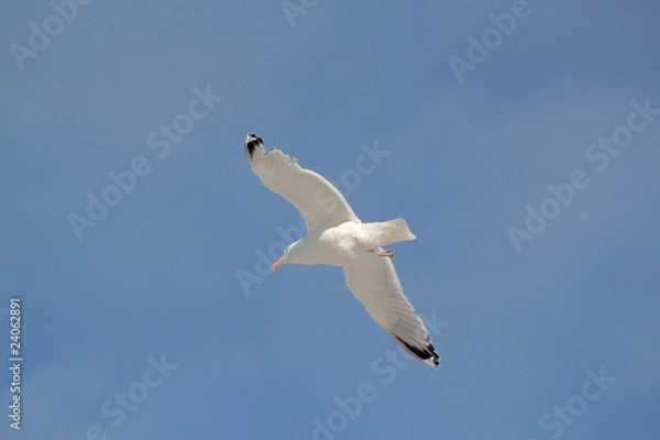 Obraz flying gull