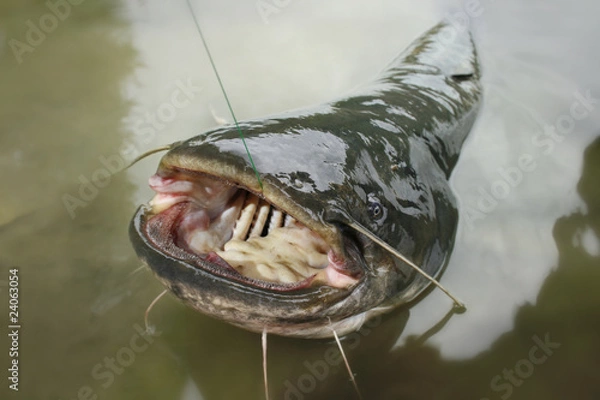 Obraz catfish