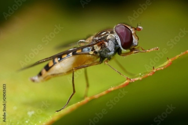 Fototapeta syrphe en macro