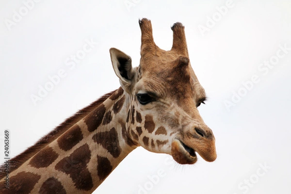 Fototapeta giraffe