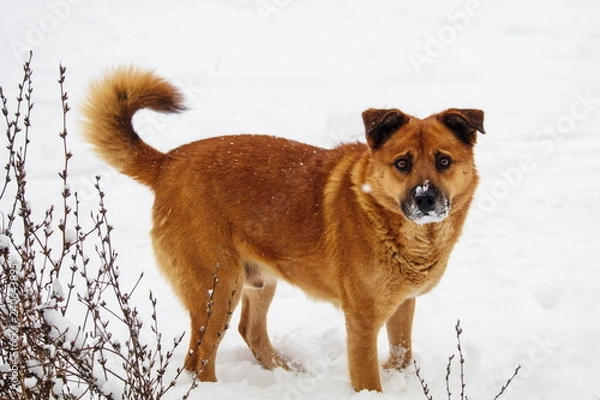 Obraz red dog with snow on his nose. looking for food under the snow. a stray dog.