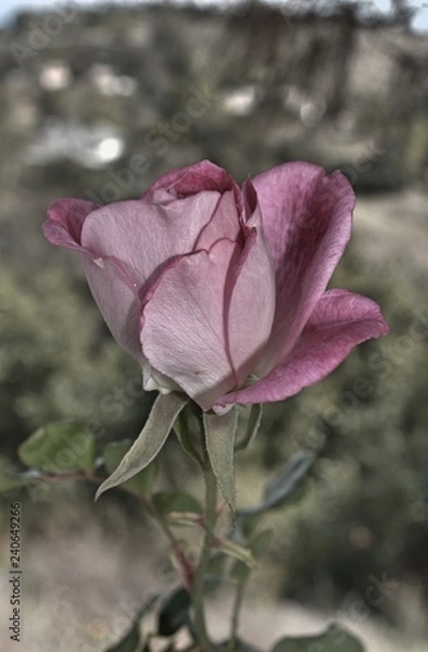 Obraz Rose Bud