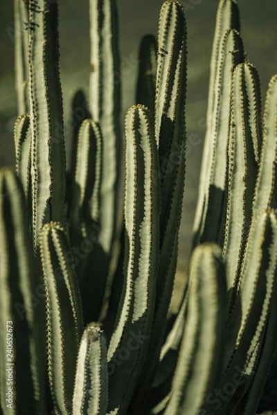 Obraz natural poster. cactus. closeup