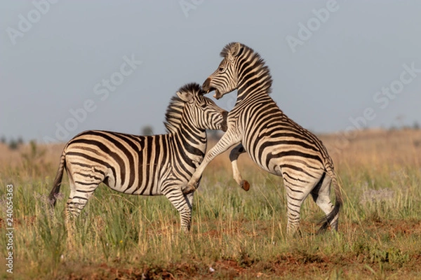 Obraz Fighting zebra