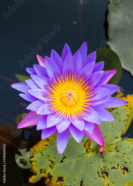 Fototapeta Lilac lotus in water in Bali Island
