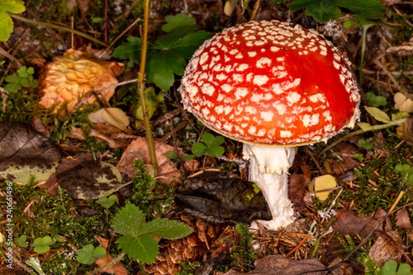 Fototapeta Amanita muscaria. Poisonous, inedible mushroom.