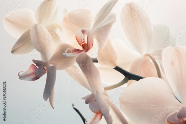 Fototapeta Białe kwiaty orchidei. Zbliżenie