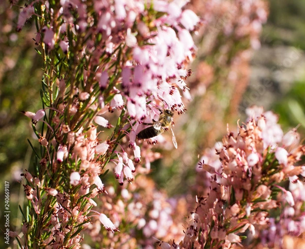 Fototapeta Close-up of a bee collecting nectar from pink wildflowers in a sunny meadow.