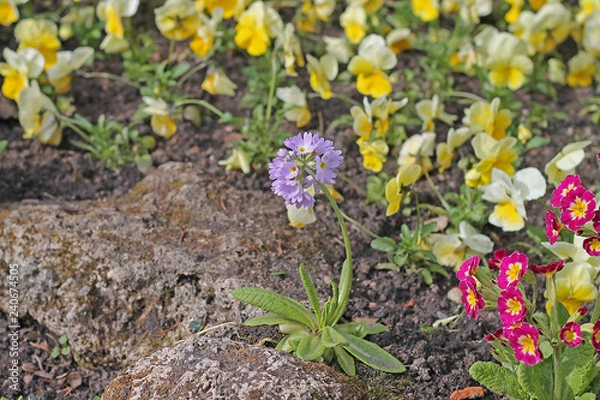 Fototapeta violet flower
