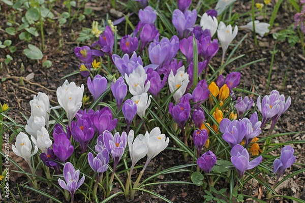 Fototapeta crocuses