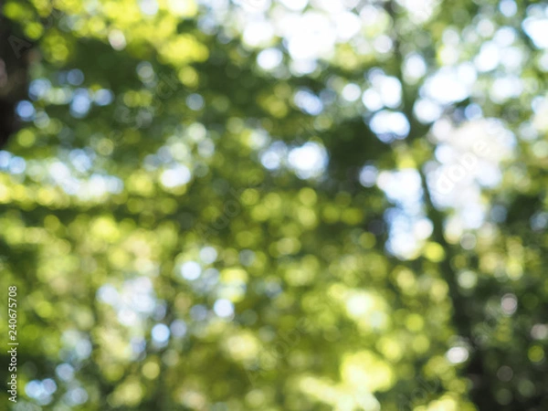 Obraz Świeży, jasnozielony baldachim liści, nieostry z nakrapianym światłem słonecznym bokeh