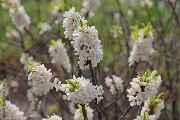 Fototapeta white flower