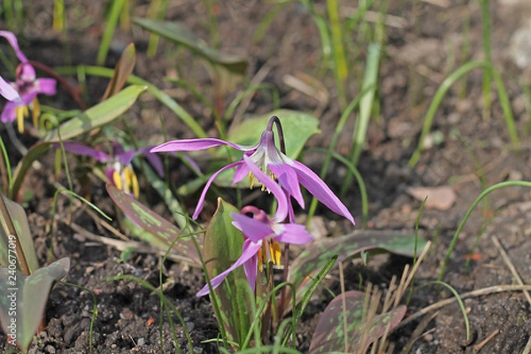 Fototapeta crocus in spring