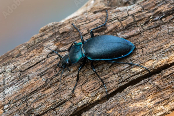 Obraz violet ground beetle - Carabus violaceus