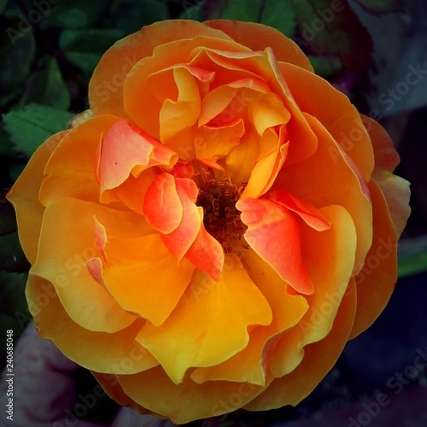 Obraz Rose-Orange