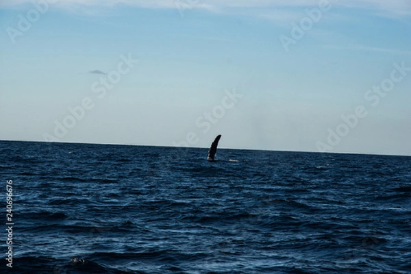 Fototapeta Humpback whale cavorting in Bucerias Bay near Punta Mita, Nayarit, Mexico