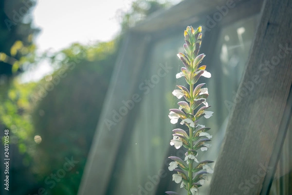 Fototapeta Purple Flower