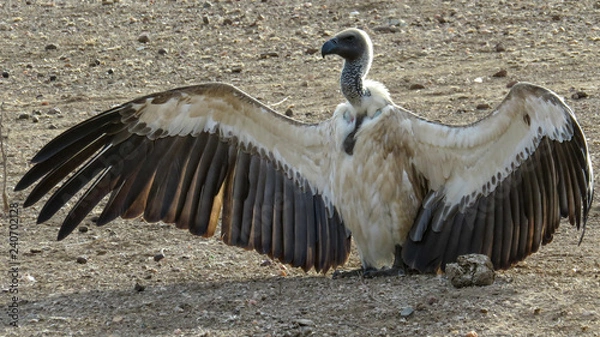 Fototapeta White-backed Vulture warming up in the sun