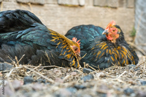 Fototapeta Bantam Chickens