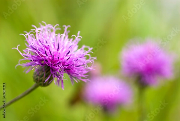 Obraz 緑の中のアザミの花