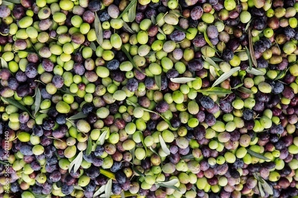Obraz collected olives
