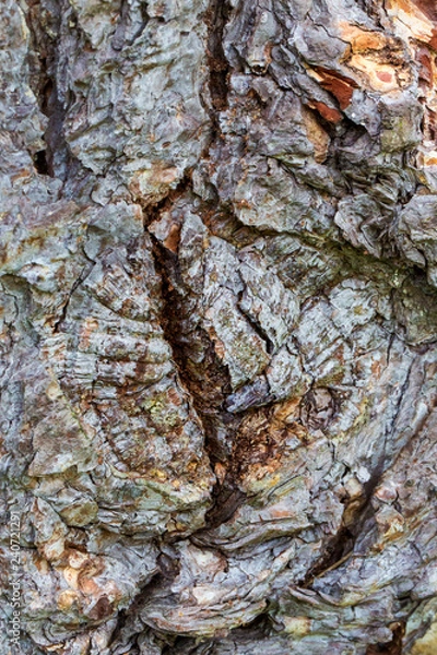 Fototapeta The close-up of a tree trunk, with bark, in natural tones.