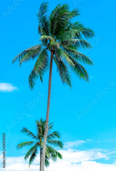 Fototapeta Coconut tree on sunny blue sky and white clouds. Summer and paradise beach concept. Tropical coconut palm tree. Summer vacation on the island.