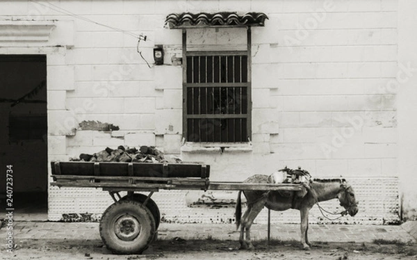 Obraz Esel mit Karre