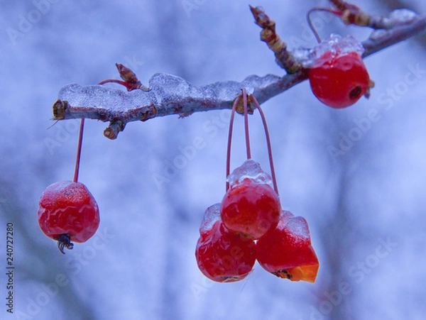 Fototapeta Winter Berries