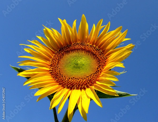 Fototapeta girasole