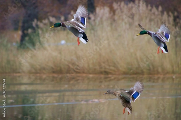 Fototapeta Flying Ducks