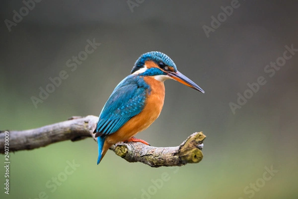 Fototapeta Kingfisher on a branch
