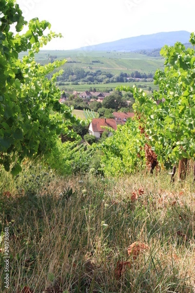 Obraz Vignes Alsace