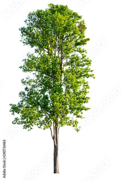 Obraz The tree is completely separated from the white ba background Scientific name Dolichandrone serrulata (Wall. ex DC.) Seem.
