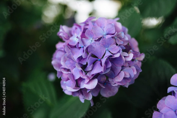 Obraz Hydrangea 01
