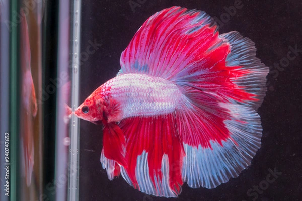 Fototapeta ショーベタ　ダブルテール