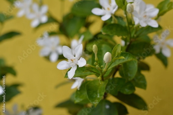 Obraz Flores coloridas em dia de chuva com sol