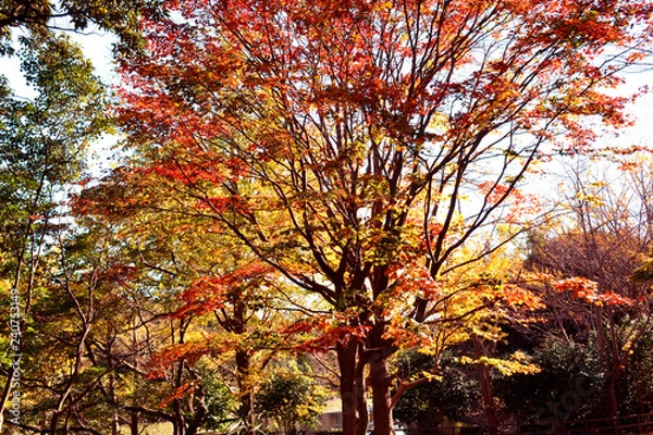 Obraz 三ッ池公園の秋